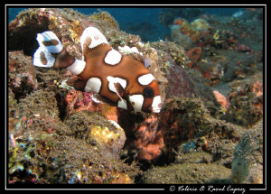 This young one lives in the Liberty wreck (Tulamben). by Raoul Caprez 